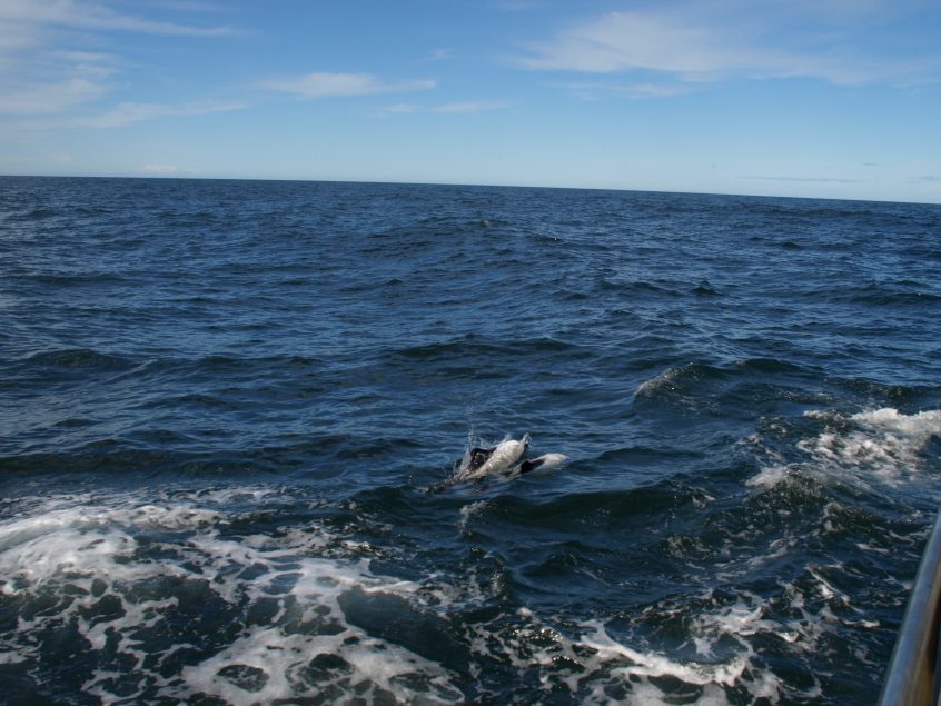dolfijnen commerson Patagonië zeezeilen zee zeilen wildlife