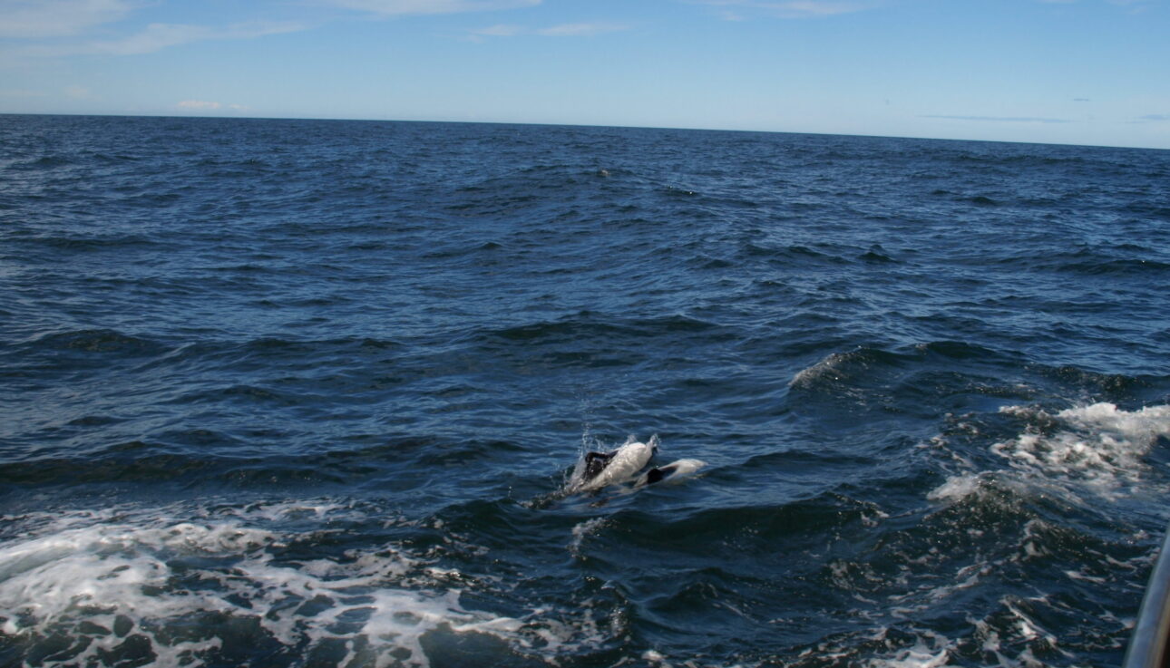 dolfijnen commerson Patagonië zeezeilen zee zeilen wildlife