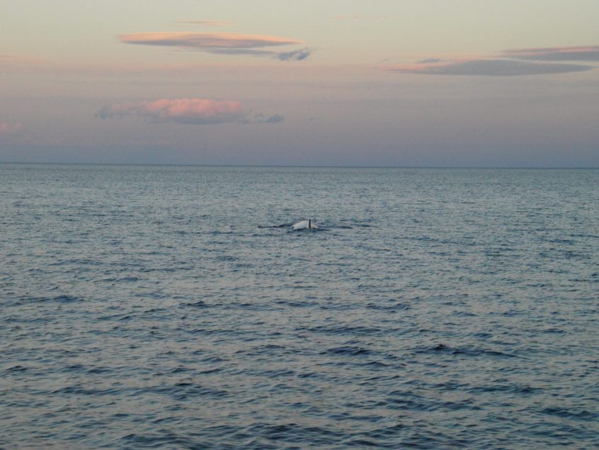 vinvis grijze Patagonië Magelhaes zeezeilen Latijns-Amerika zonsondergang walvis