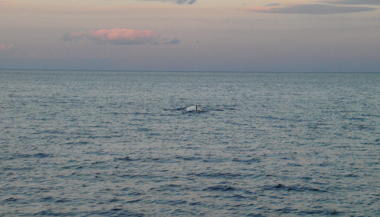 vinvis grijze Patagonië Magelhaes zeezeilen Latijns-Amerika zonsondergang walvis