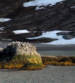 zeevogels rots Noorwegen fotografie zeilen zeilreis SeaWind Adventures