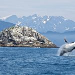 Noorwegen walvissen Lofoten Vesteralen Zeilreis