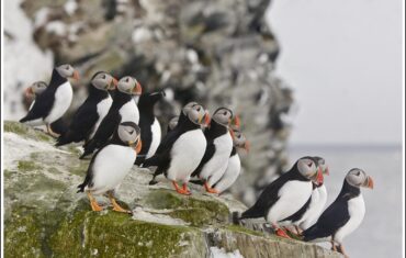 de 3 meest bijzondere dieren in Noord-Noorwegen: papegaaiduikers, orka's en zee-arenden, rotskusten