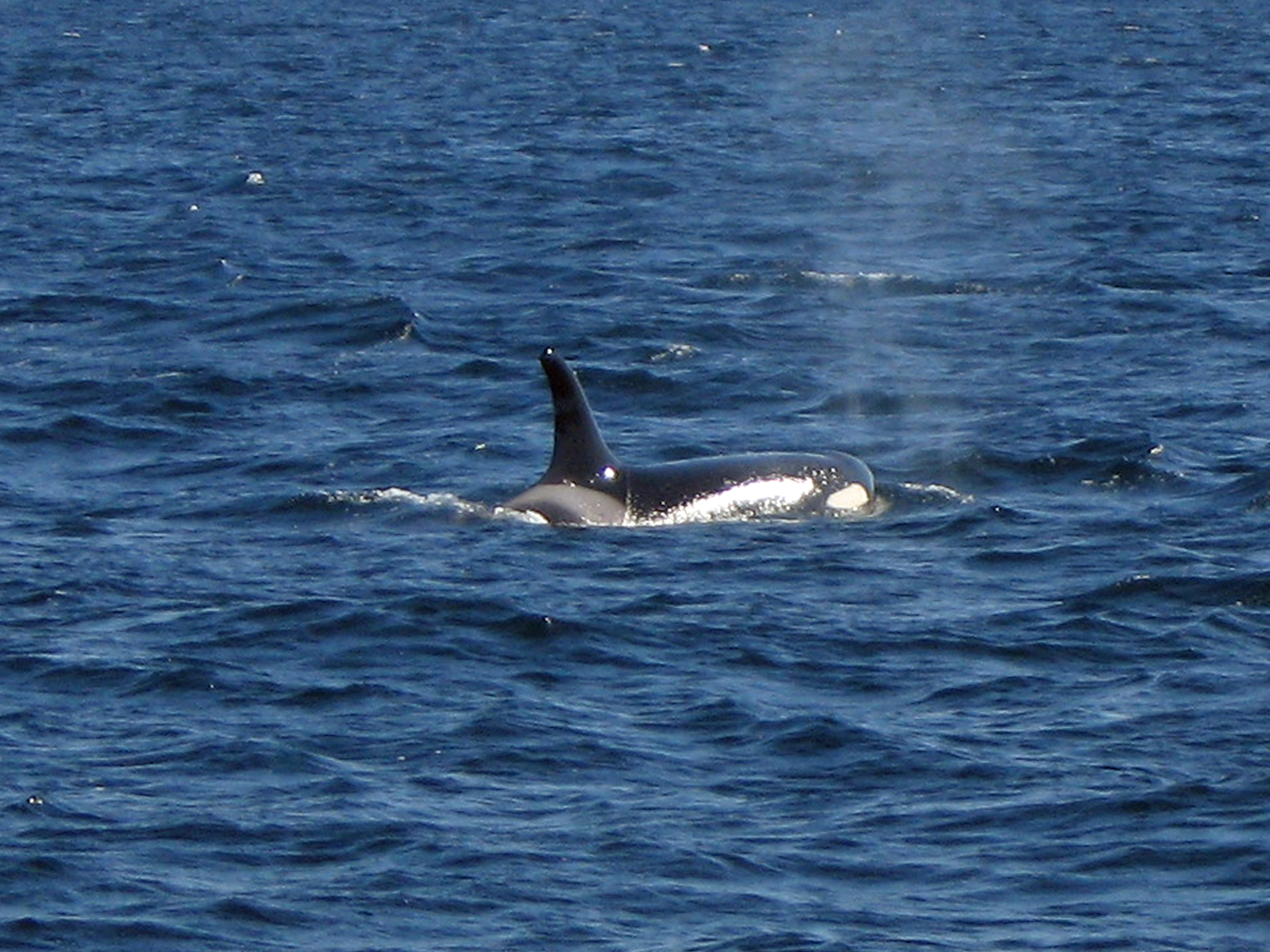 orka walvis Noorwegen SeaWind Adventures zeilen walvissafari Vesteralen Andenes Tromso