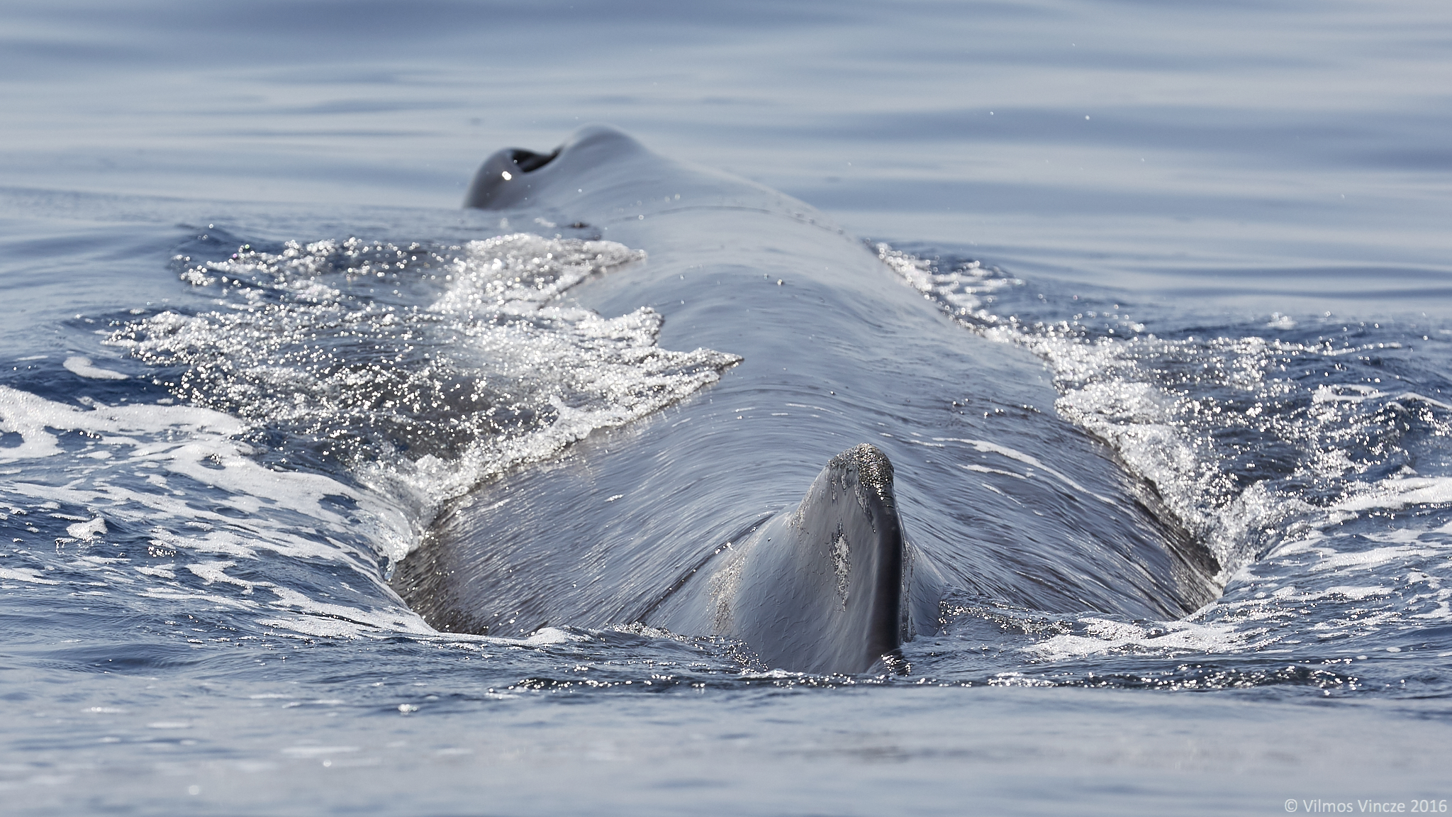 potvis walvis zeilen zeilexpeditie walvissafari SeaWind Adventures Noorwegen Andenes Vesteralen Tromso