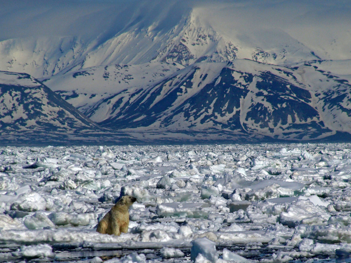 Spitsbergen Svalbard ijsbeer polar bear ijs zeilen zeilexpeditie expeditie sneeuw bergen SeaWind Adventures