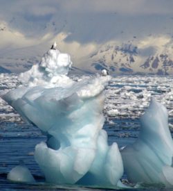 ijssculptuur zeevogels meeuwen Spitsbergen Svalbard vogels op ijsberg expeditie onderzoek SeaWind Adventures