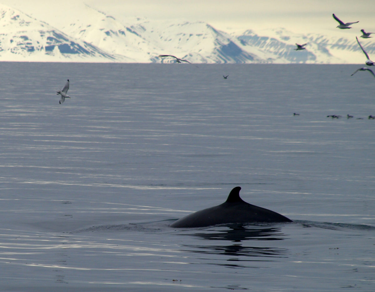 minky whale Spitsbergen Svalbard zeevogels sternen meeuwen onderzoek walvissen expeditie wetenschap SeaWind Adventures