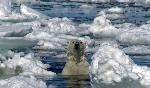 ijsbeer Spitsbergen drijfijs